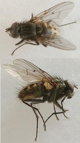 Réf. 202 243 : Helina evecta